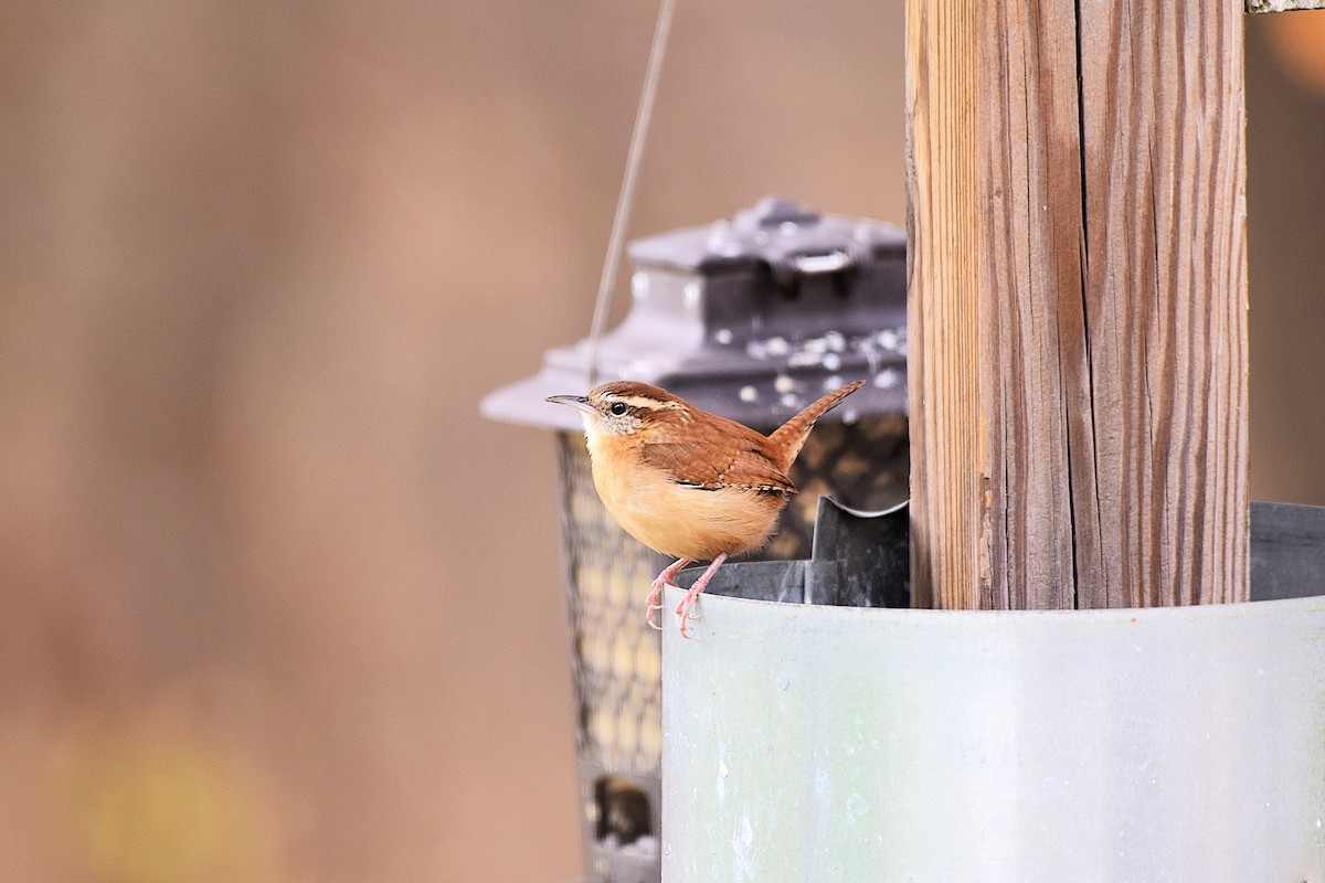Carolina Wren - ML644965359