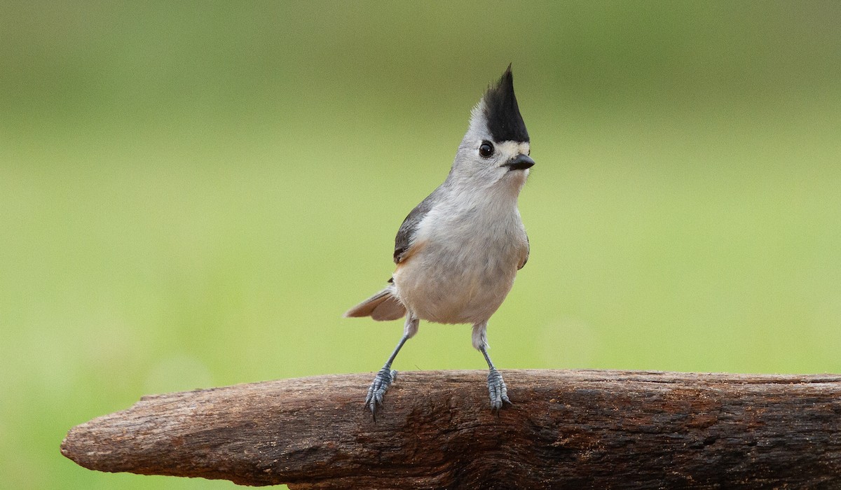 Black-crested Titmouse - ML644965374
