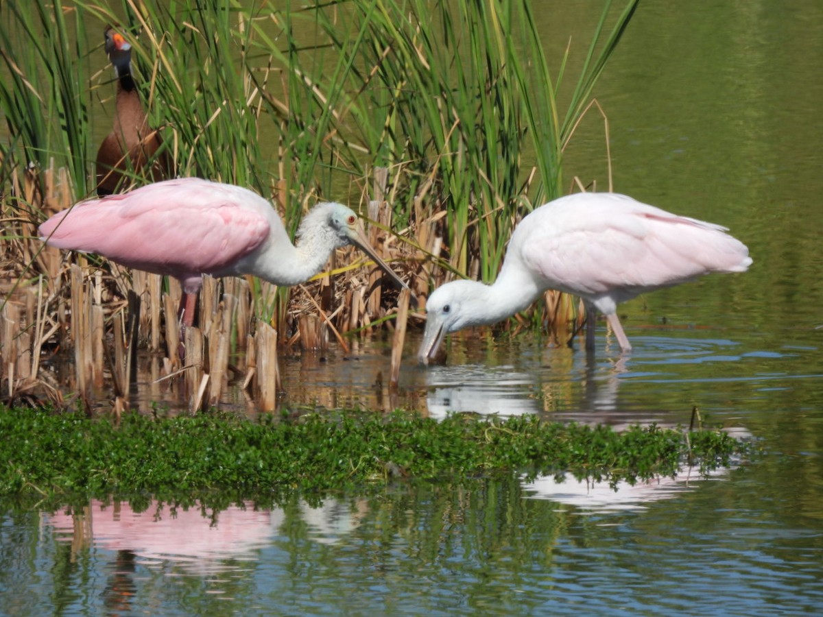 Roseate Spoonbill - ML644965375