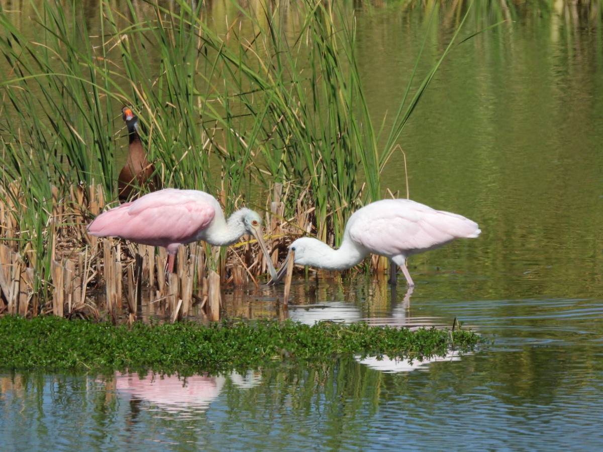 Roseate Spoonbill - ML644965376