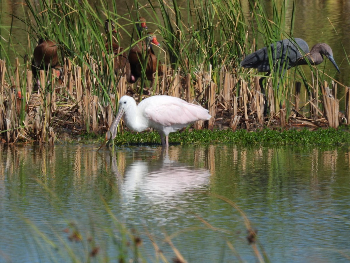 Roseate Spoonbill - ML644965377