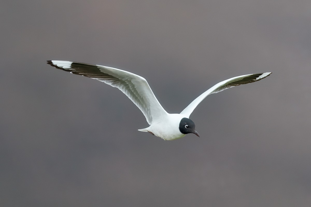 Andean Gull - ML644965393