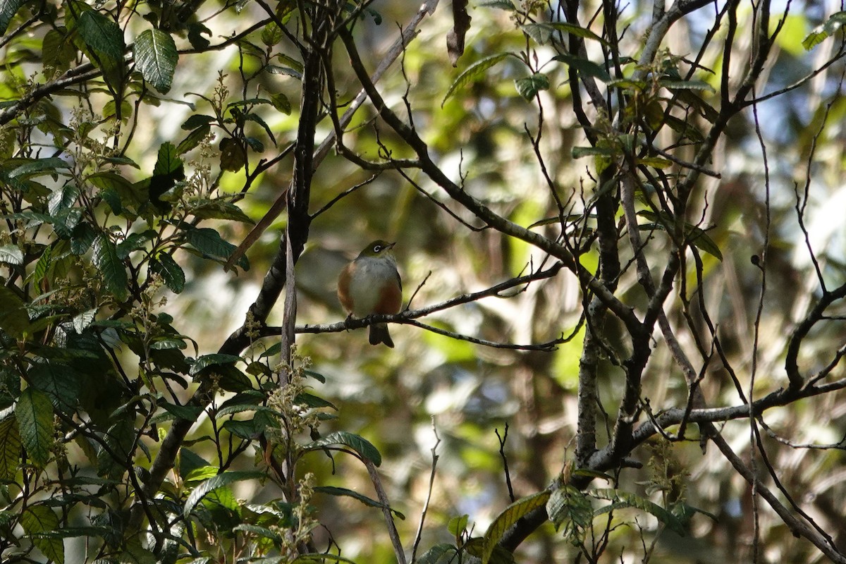 Graumantel-Brillenvogel - ML644965394