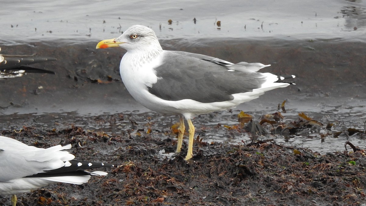 Lesser Black-backed Gull - ML644965401