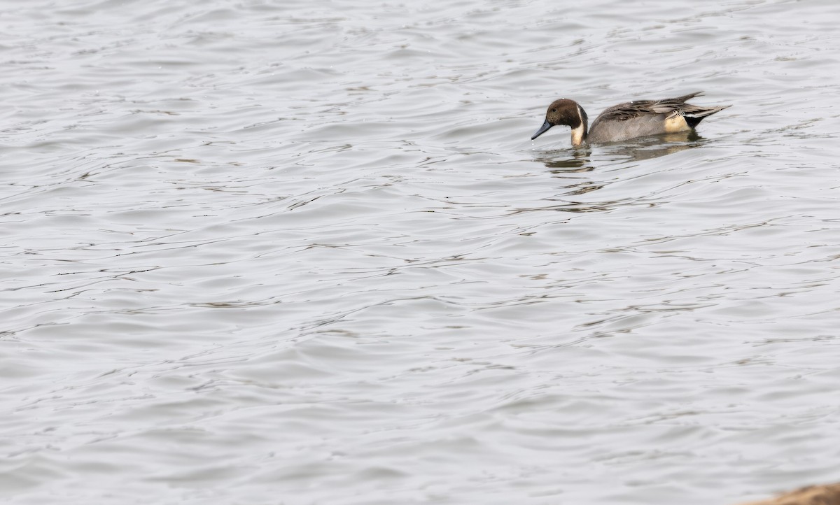 Northern Pintail - ML644965431