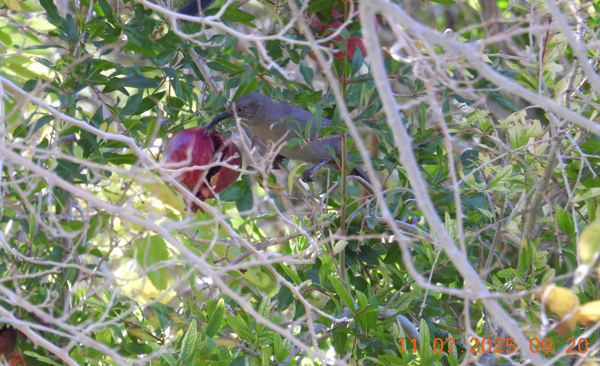 Crissal Thrasher - ML644965432