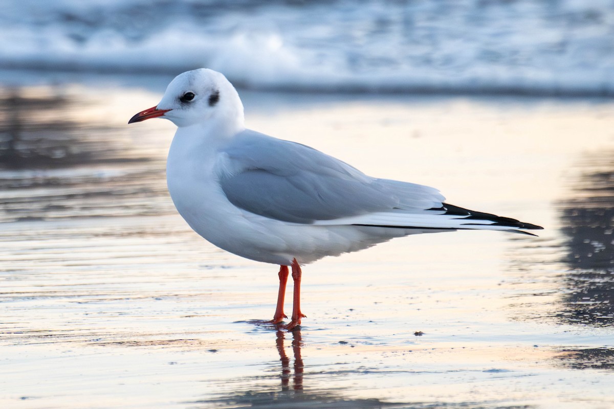 Хүрэн толгойт цахлай - ML644965436