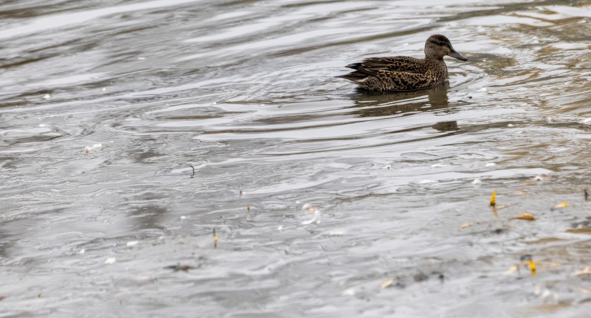 Krickente - ML644965437