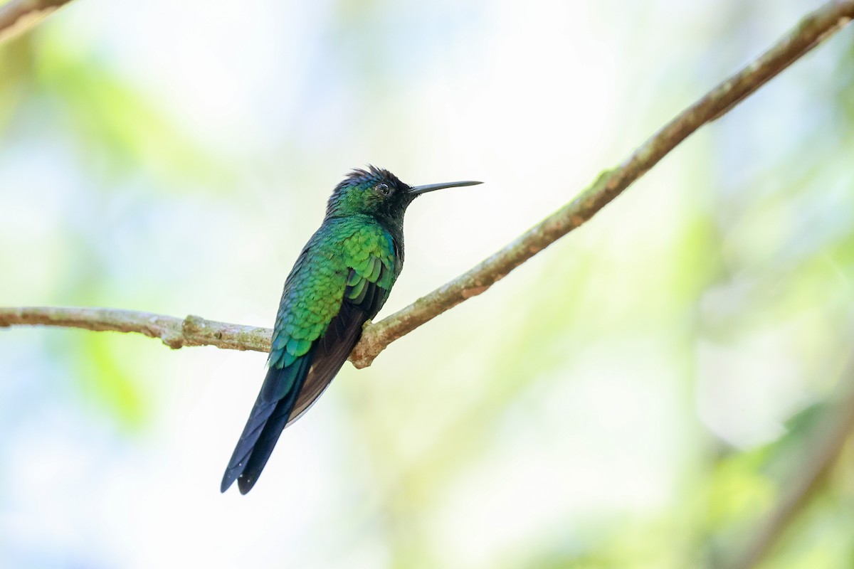 Blaukronennymphe - ML644965439