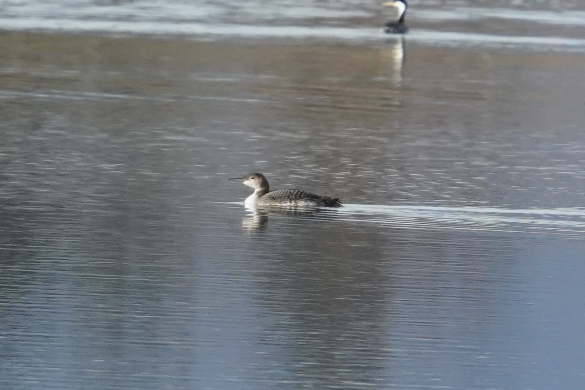 Eistaucher - ML644965440