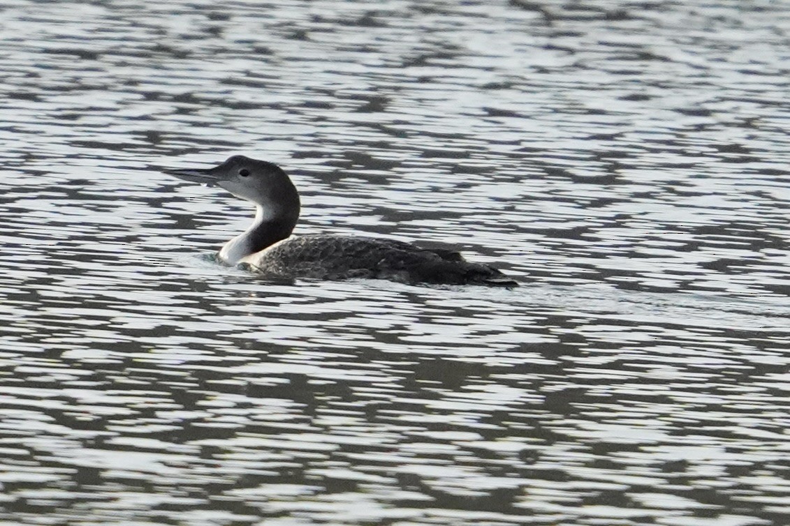 Eistaucher - ML644965441