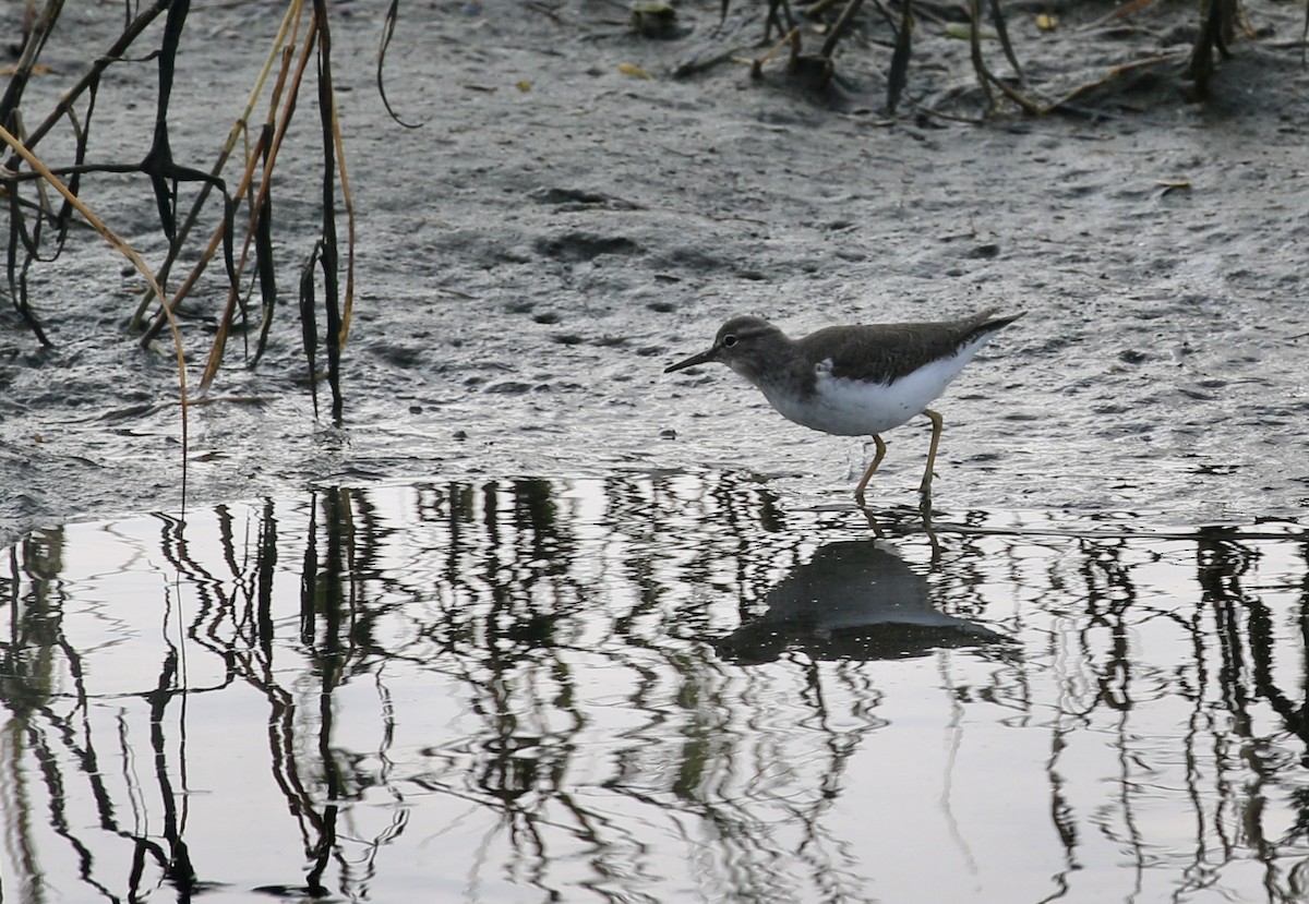 Drosseluferläufer - ML644965442