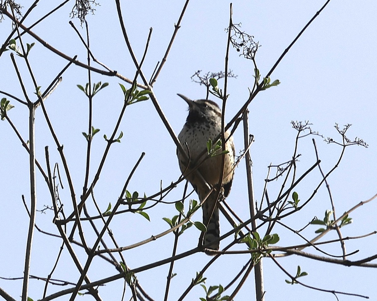 Kaktuszaunkönig - ML644965443