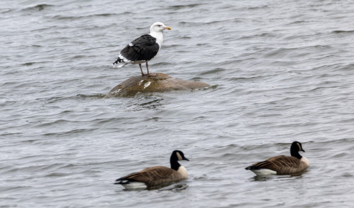 Mantelmöwe - ML644965453