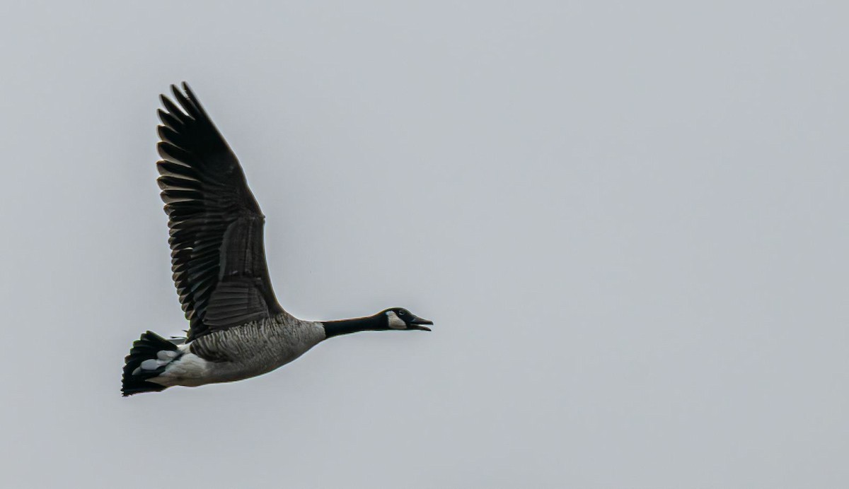 Kanadagans - ML644965454