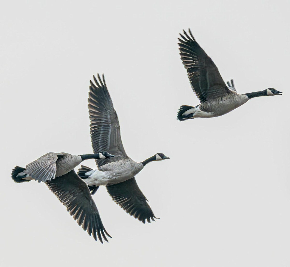 Kanadagans - ML644965455