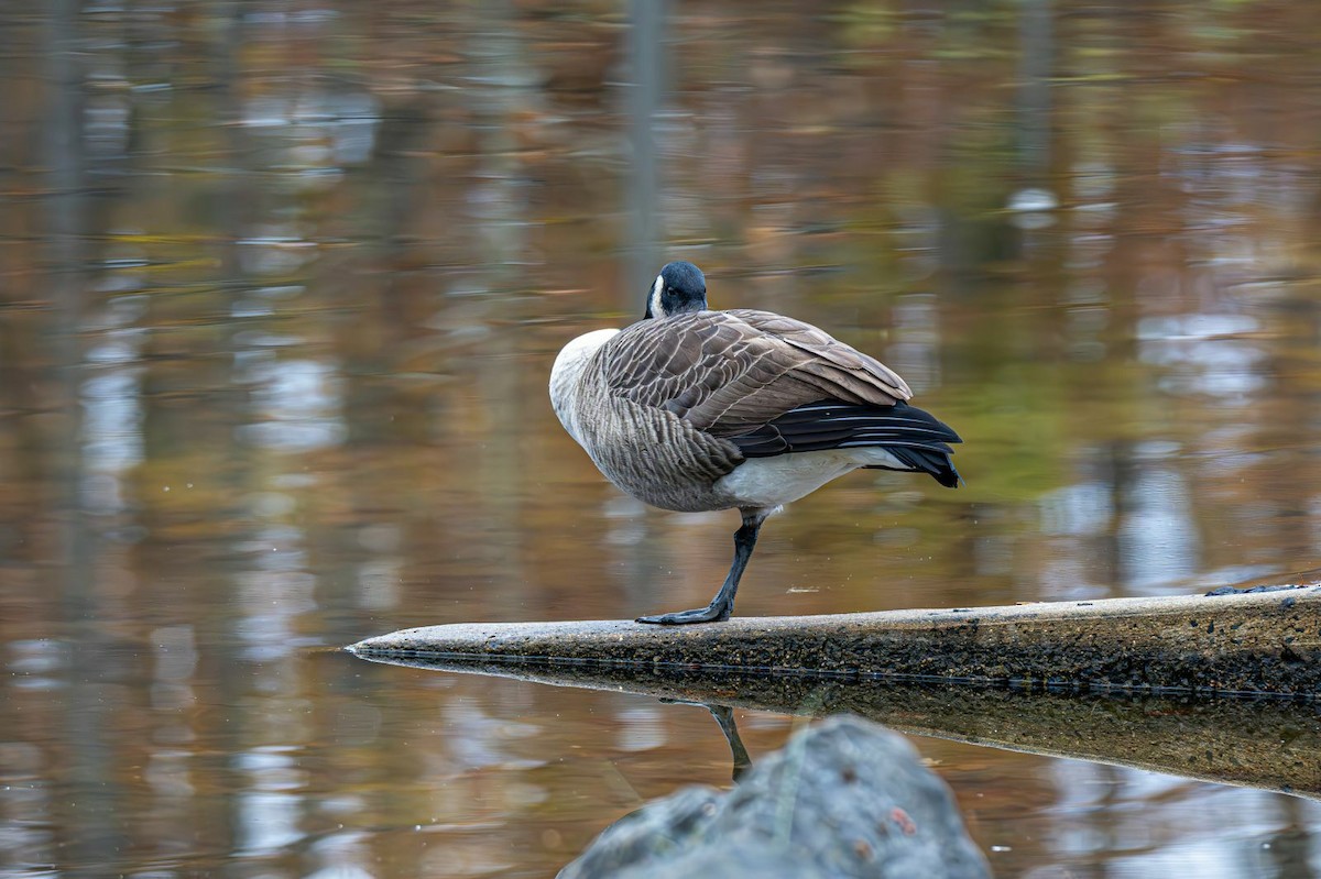 Kanadagans - ML644965456