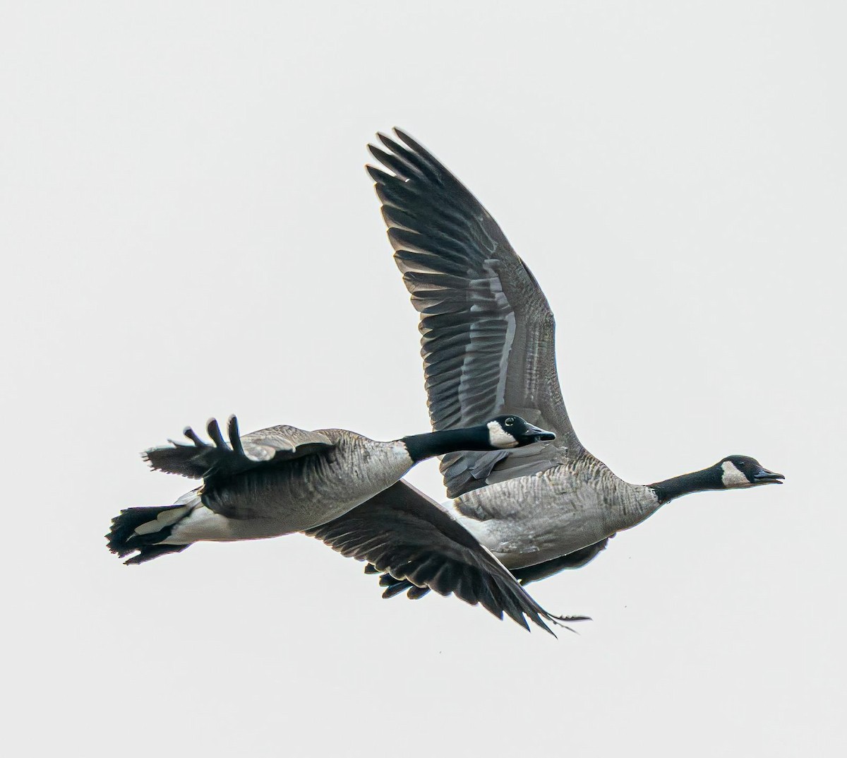 Kanadagans - ML644965457