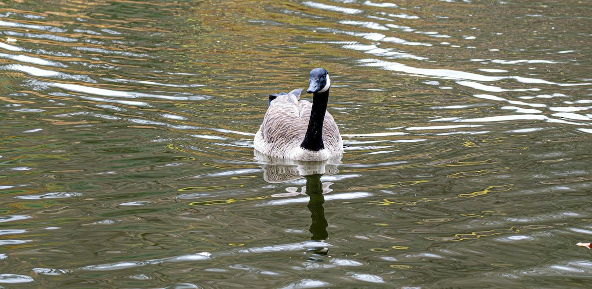 Kanadagans - ML644965458