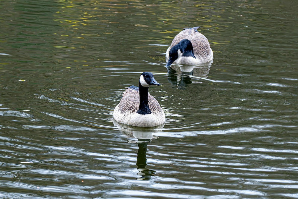 Kanadagans - ML644965459