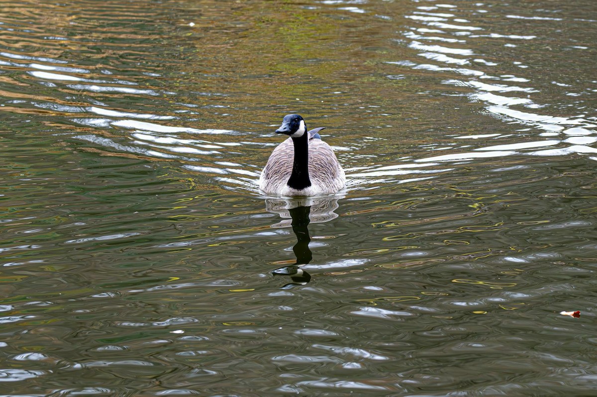 Kanadagans - ML644965460