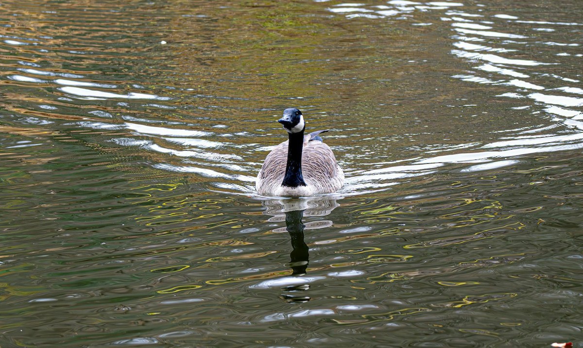 Kanadagans - ML644965461