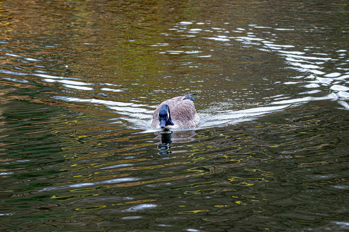 Kanadagans - ML644965462