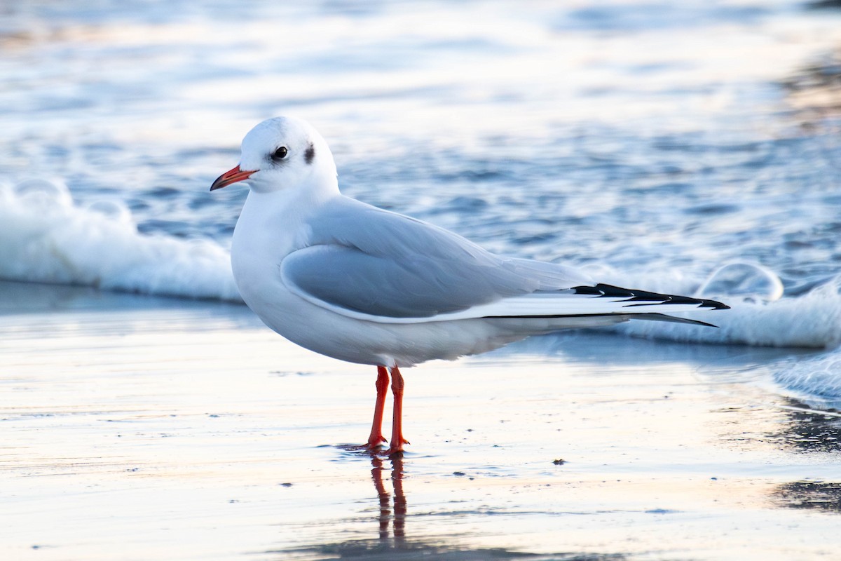 Хүрэн толгойт цахлай - ML644965463