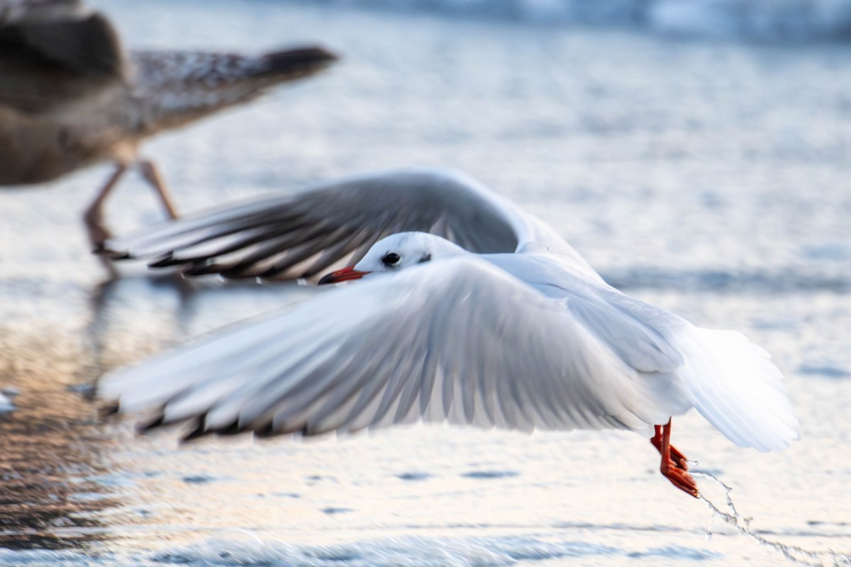 Хүрэн толгойт цахлай - ML644965464