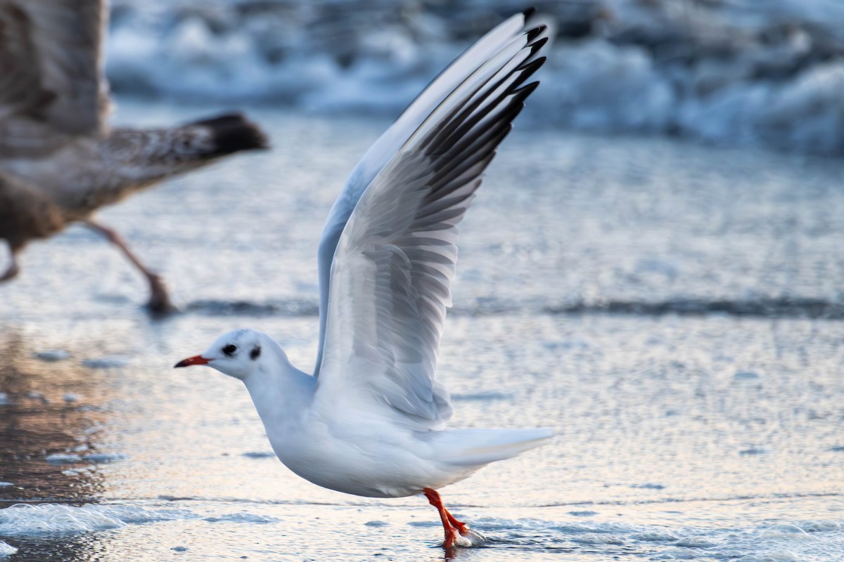 Хүрэн толгойт цахлай - ML644965465