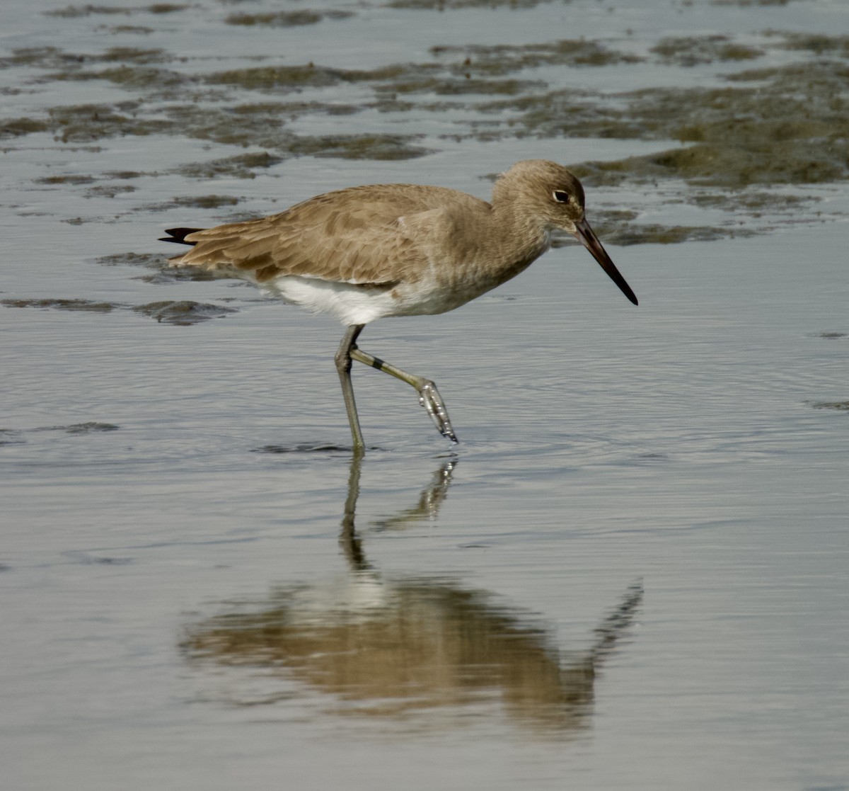 Schlammtreter (inornata) - ML644965466