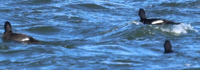 Höckersamtente - ML644965467