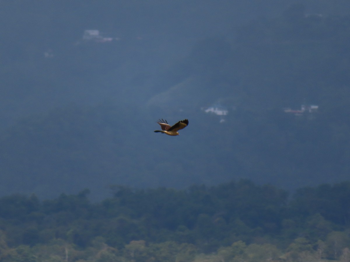 Gelbkopfkarakara - ML644965468