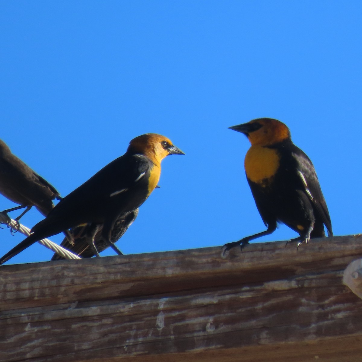 Brillenstärling - ML644965469