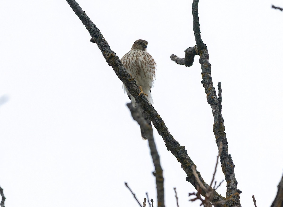 Eckschwanzsperber - ML644965471