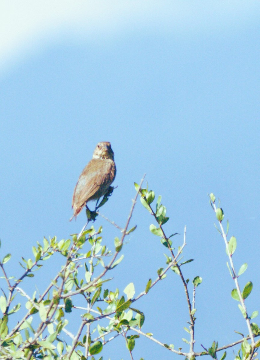 Cassinkönigstyrann - ML644965472