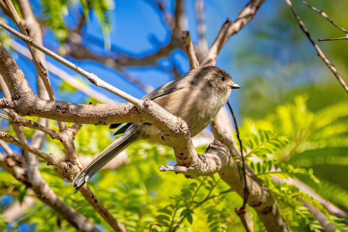 Buschschwanzmeise - ML644965473