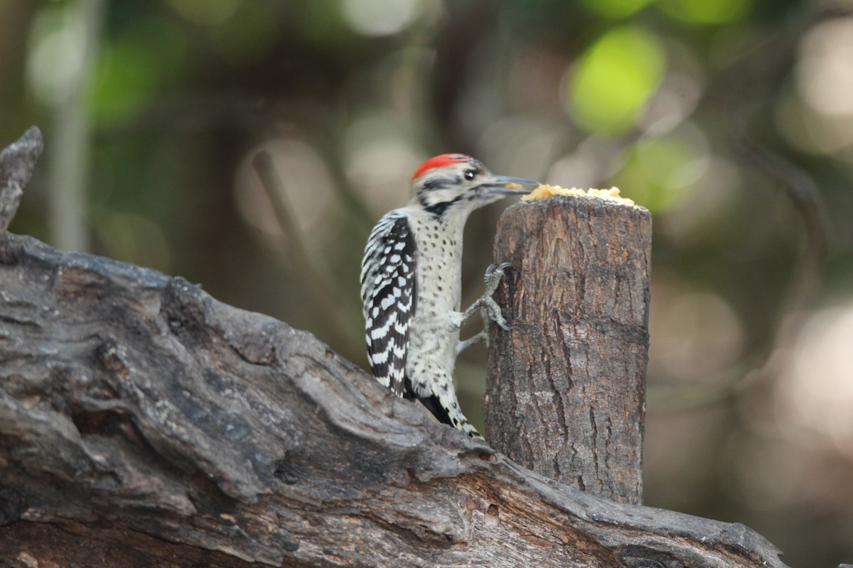 Texasspecht - ML644965474