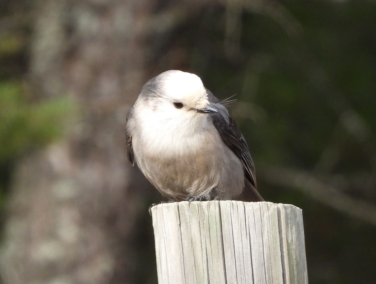 Meisenhäher - ML644965475