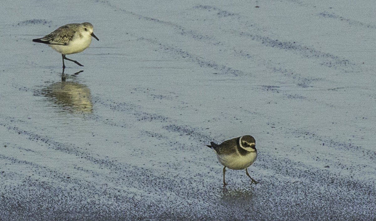 Sandregenpfeifer - ML644965477