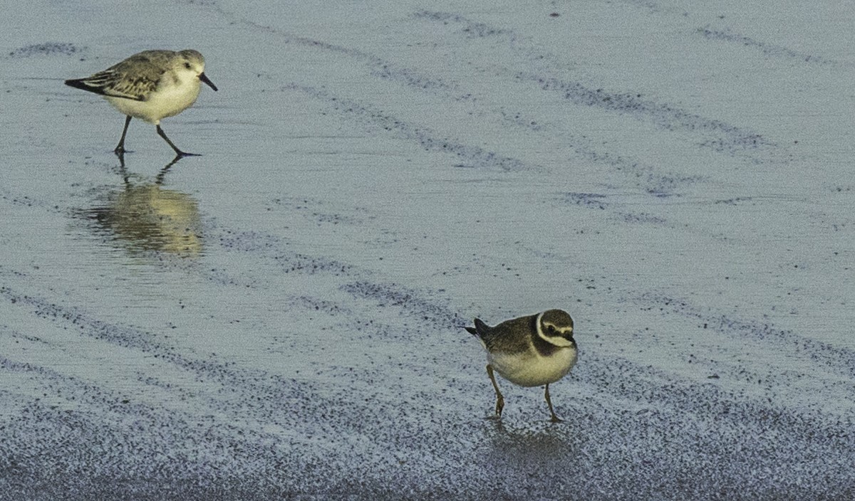 Sandregenpfeifer - ML644965484