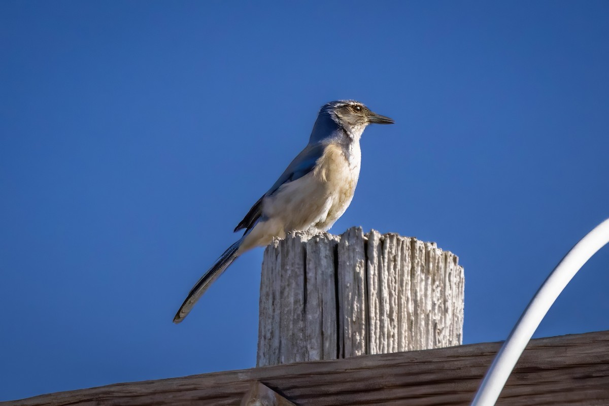 Kalifornienhäher - ML644965485