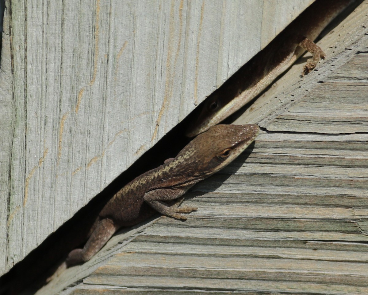 Brown Anole - ML644965487