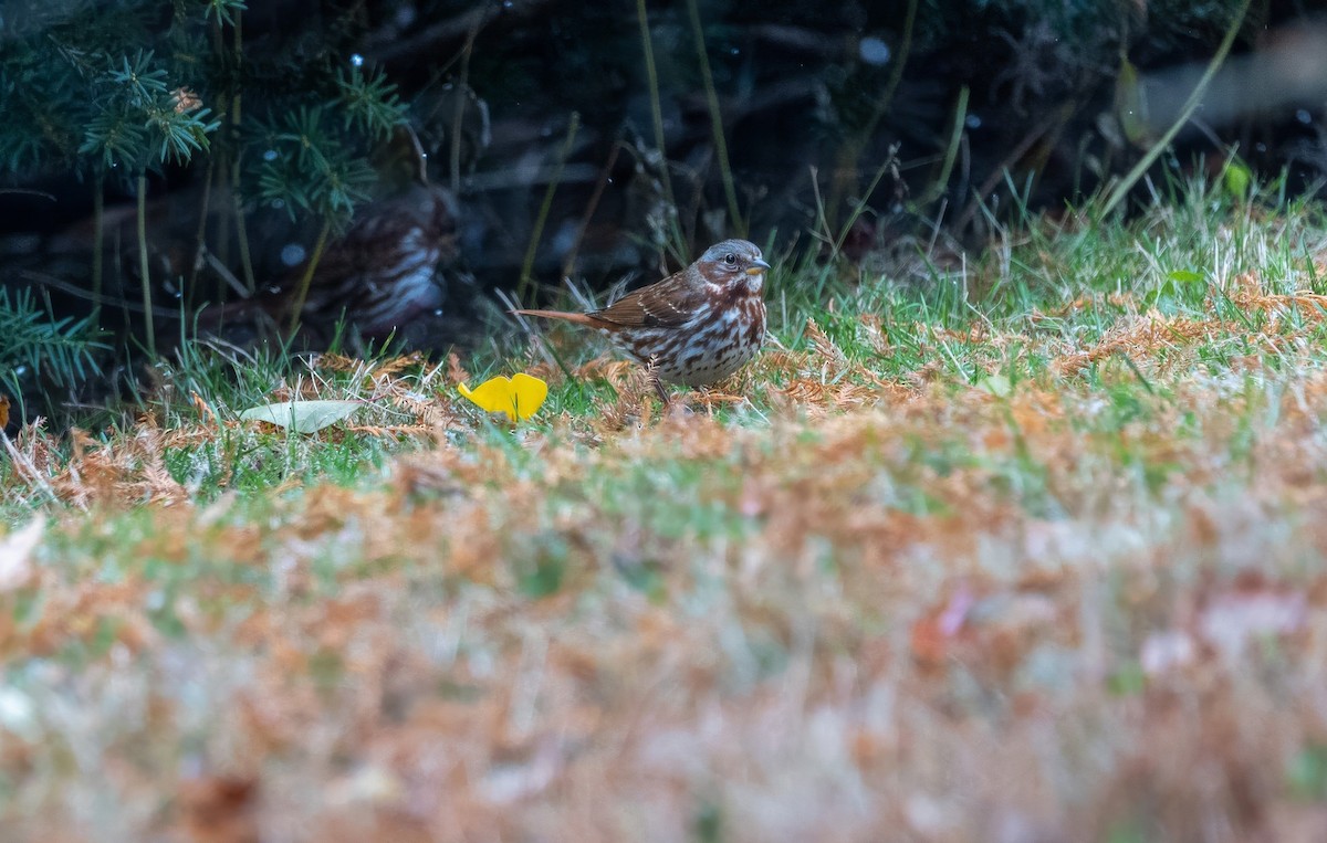 Fox Sparrow - ML644965488