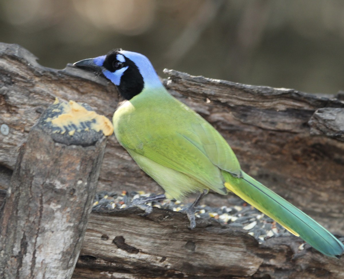 Green Jay - ML644965490