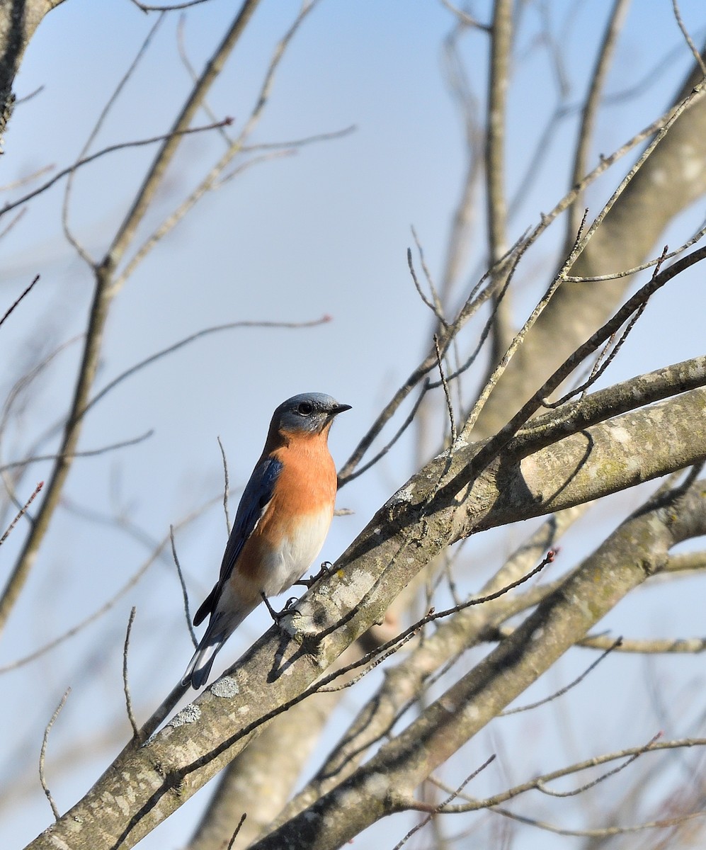 Eastern Bluebird - ML644965495