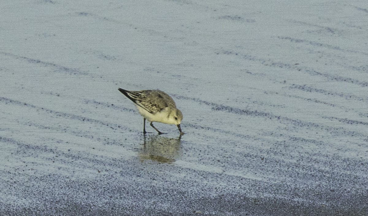 Txirri zuria - ML644965504