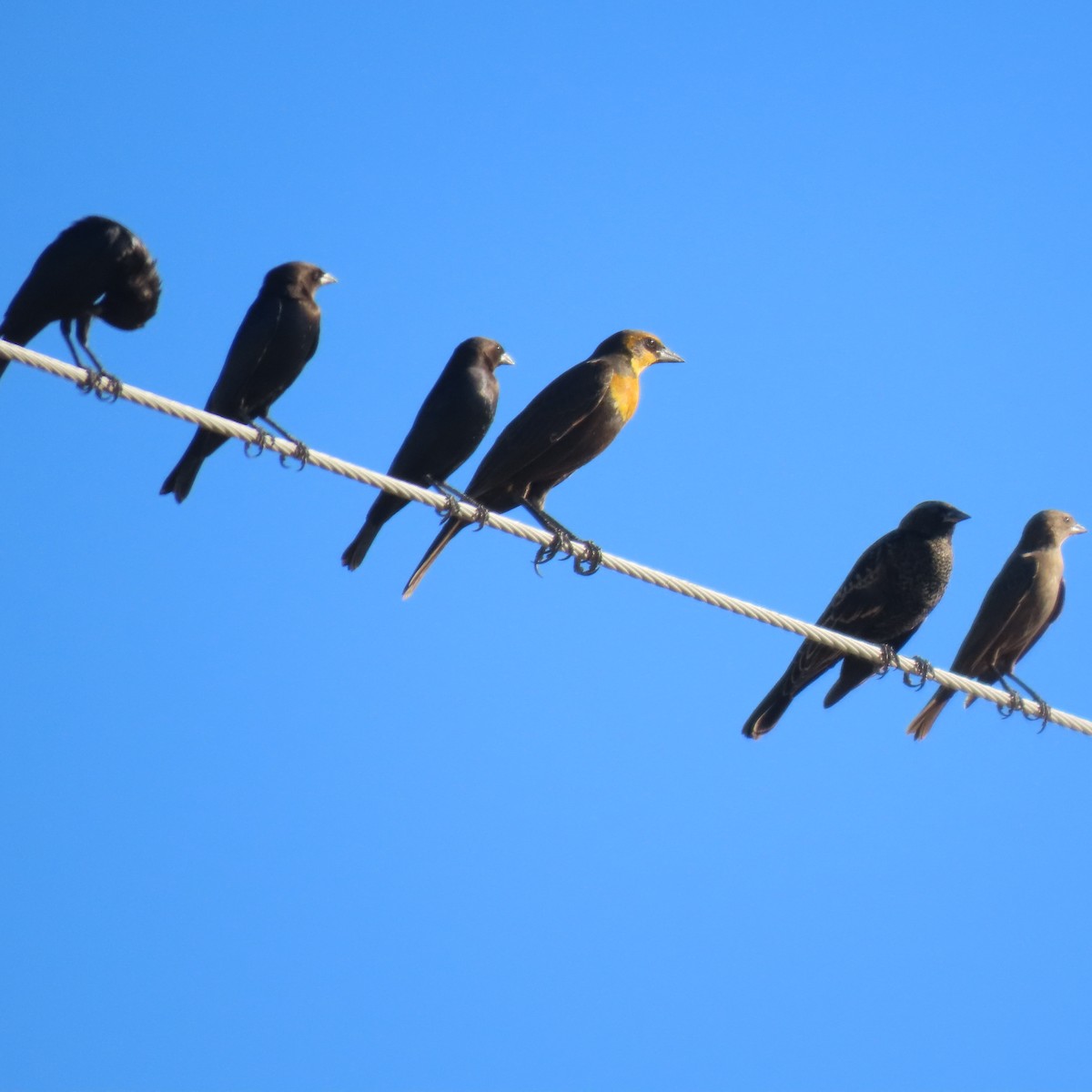 brunhodetrupial - ML644965508