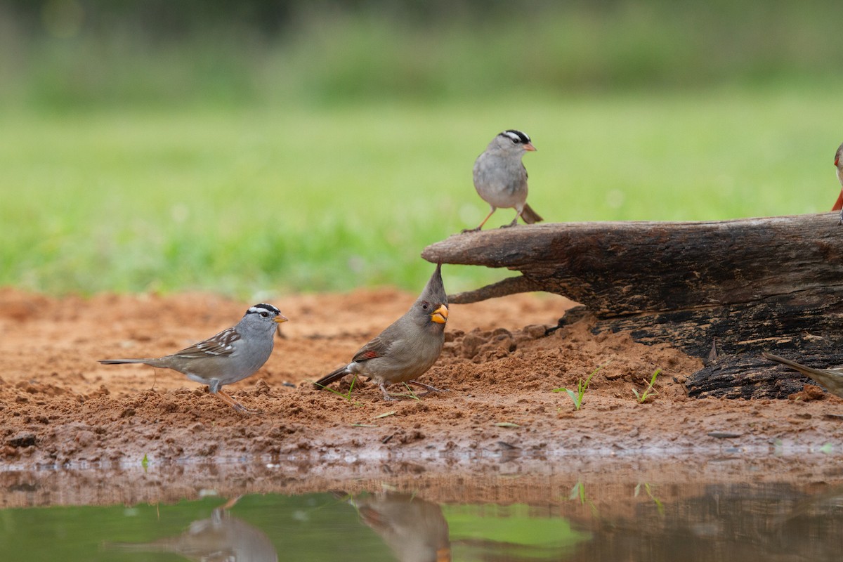 White-crowned Sparrow - ML644965549