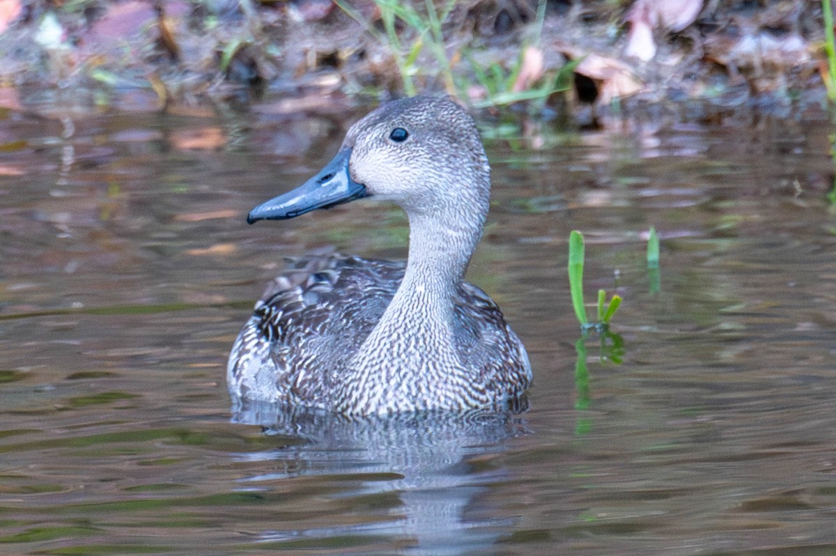 Шовтгор алаг нугас - ML644965557